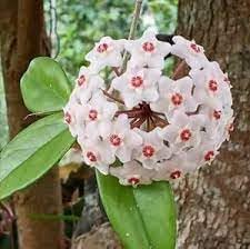 Hoya Orchid flower seeds