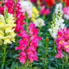 Antirrhinum flower seeds