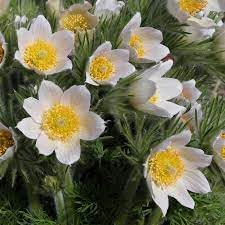 Pasque flower seeds
