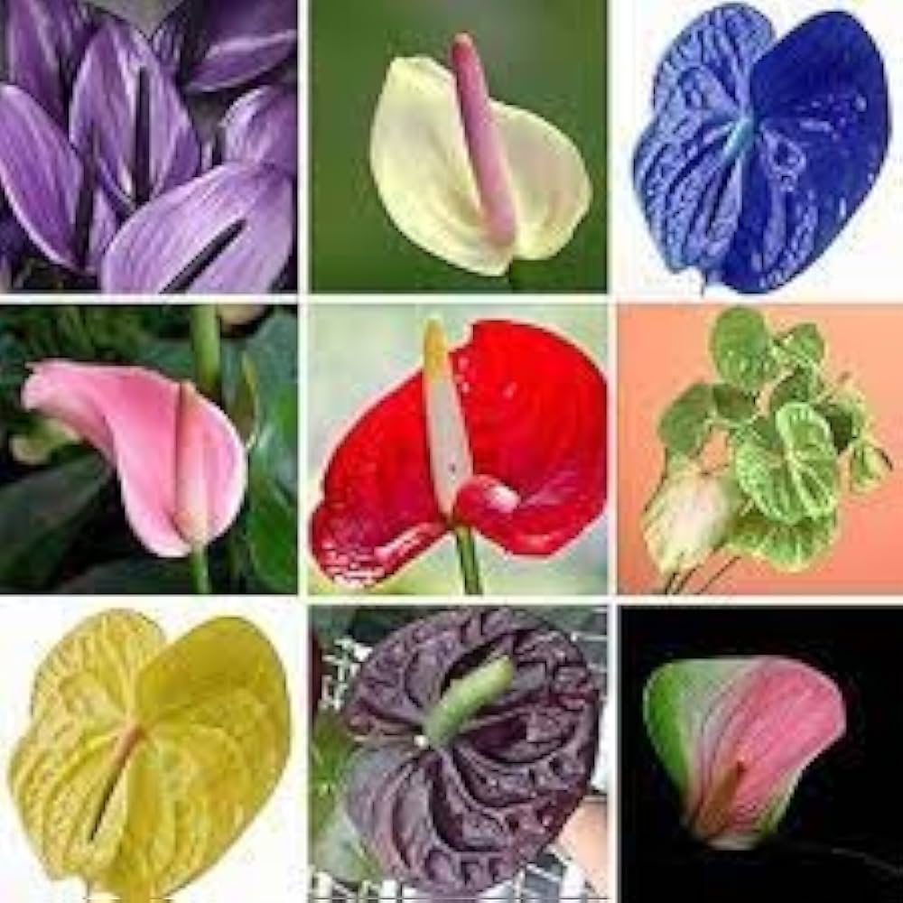 Color Anthurium flower seeds
