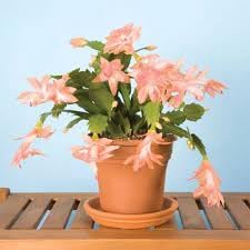 Schlumbergera flower seeds