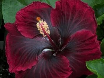 Red Black flower seeds