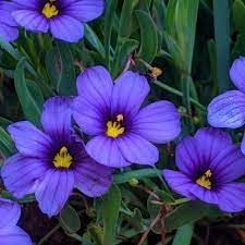 Sisyrinchium Bellum flower seeds