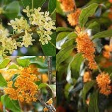 Osmanthus flower seeds