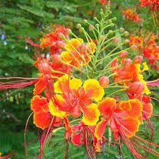 Caesalpinia flower seeds