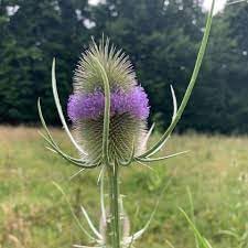 Dipsacus flower seeds