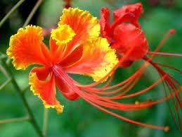 Barbados flower seeds