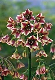 Nectaroscordum flower seeds