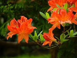 Azalea flower seeds