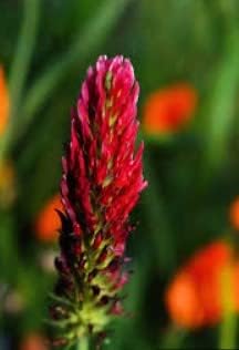 Pink Pachystachys flower seeds