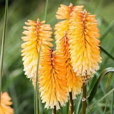 Kniphofia flower seeds