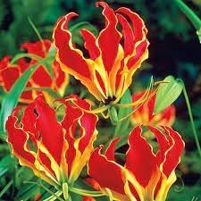 Gloriosa flower seeds