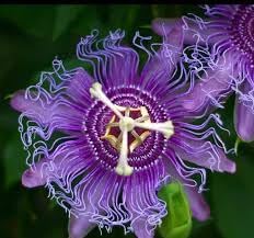 Passion flower seeds