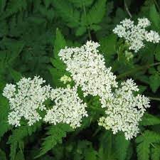 Sweet Cicely flower seeds