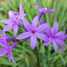 Tulbaghia flower seeds