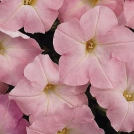Baby Pink Petunia plant