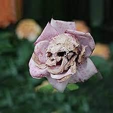 Death Rose flower seeds