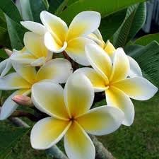 Plumeria flower seeds