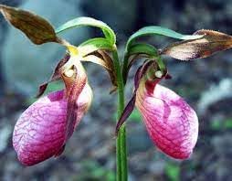 Lady'S Slipper flower seeds
