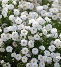 Yarrow Superior flower seeds