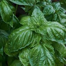 Basil Seeds