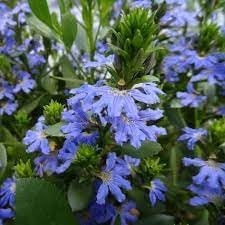 Crassifolia flower seeds