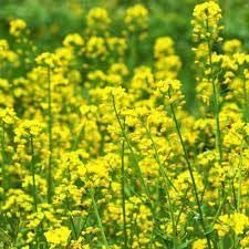 Rapeseed flower seeds