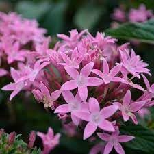 Penta flower seeds