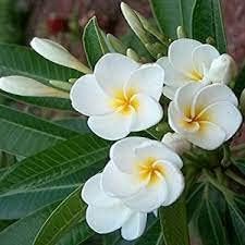 White Egg flower seeds