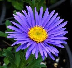 Aster Alpin flower seeds