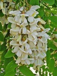 Pseudoacacia flower seeds