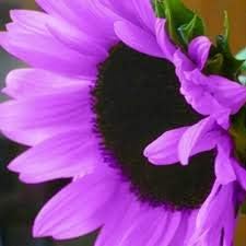 Purple Mini flower seeds