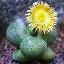 Pleiospilos flower seeds