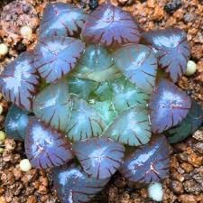 Haworthia flower seeds