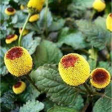 Acmella flower seeds