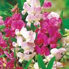 Pea flower seeds