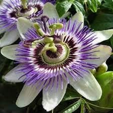 Passion flower seeds