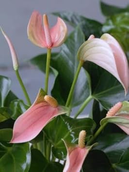 Pink Anthurium flower seeds