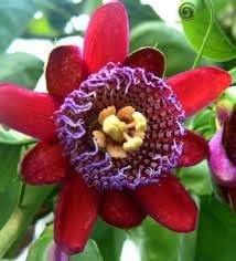 Riesengranadilla flower seeds