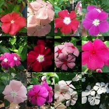 Vinca Periwinkle flower seeds