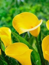 Yellow Calla flower seeds