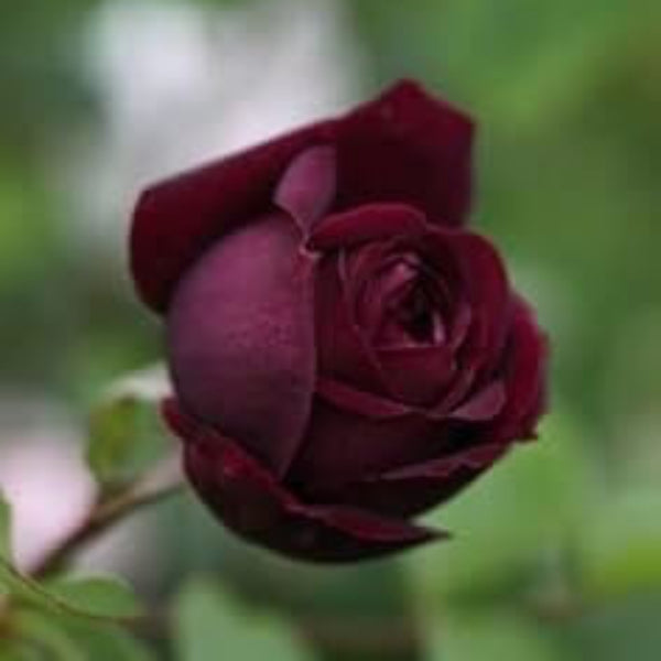 Burgundy Rosa plant