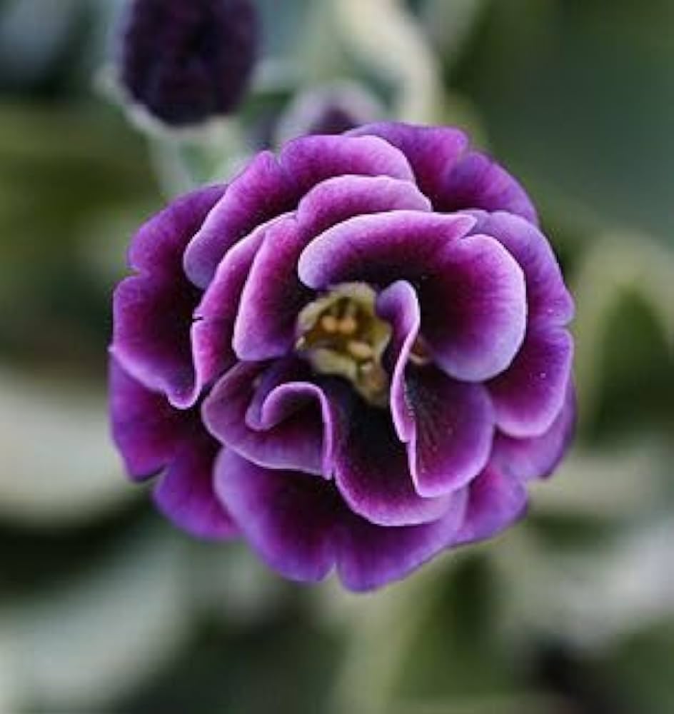 Violet Primrose flower seeds