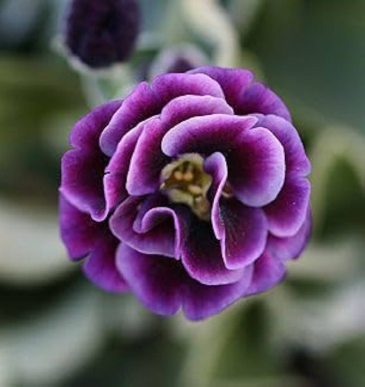 Violet Primrose flower seeds
