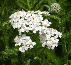 Achillea Millefolium flower seeds