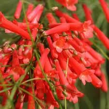 Russelia flower seeds