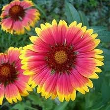 Gaillardia flower seeds