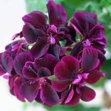 Dark Pink flower seeds