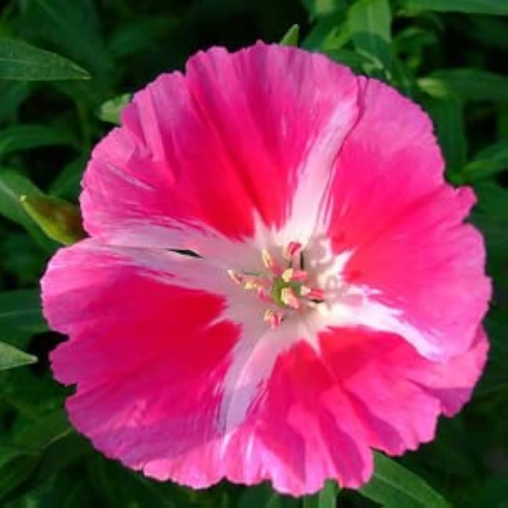 Pink Godetia flower seeds