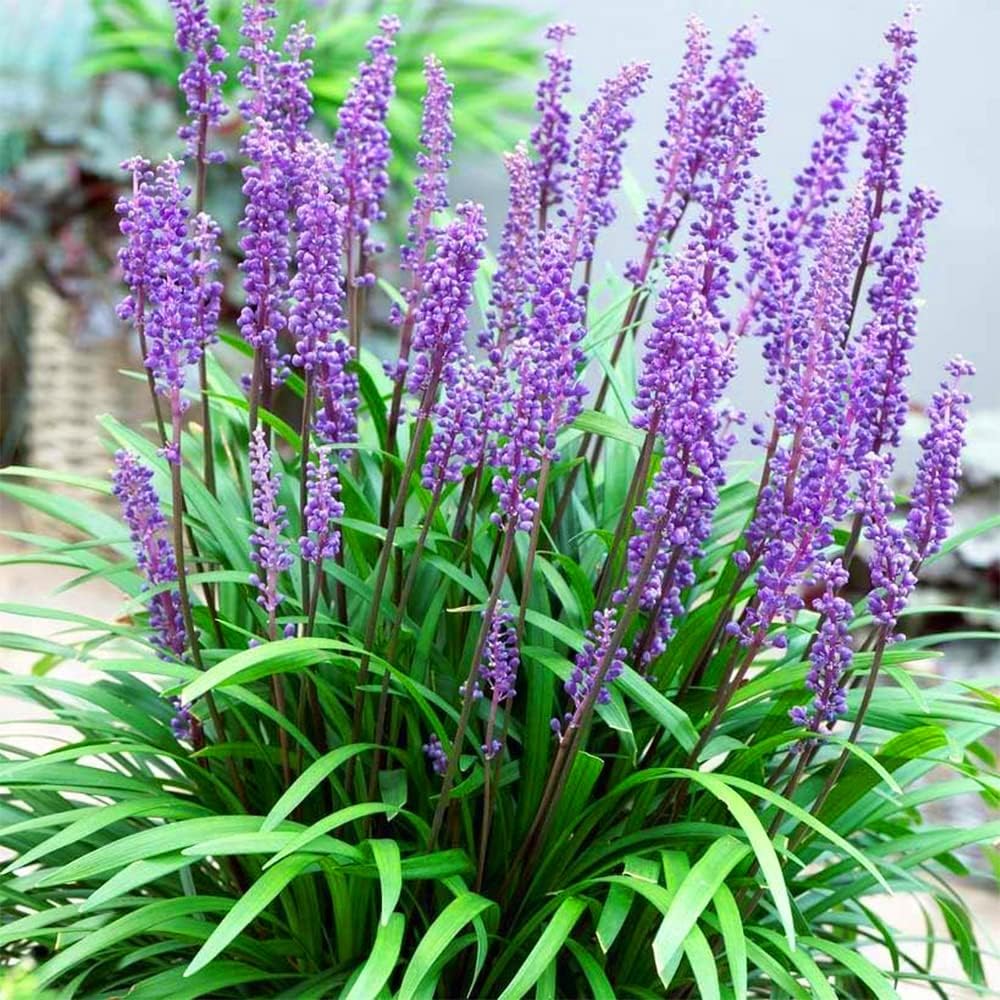 Big Blue Liriope plant